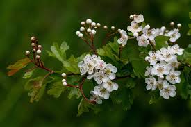 Attēlu rezultāti vaicājumam “Crataegus macracantha flower”