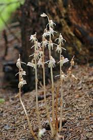 Attēlu rezultāti vaicājumam “Epipogium aphyllum”