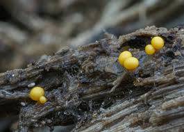 Attēlu rezultāti vaicājumam “Physarum viride var. aurantium macro”