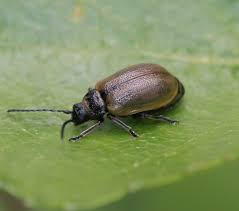 Attēlu rezultāti vaicājumam “Lochmaea caprea”