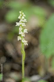 Attēlu rezultāti vaicājumam “Goodyera repens flower”