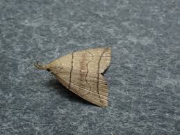 Attēlu rezultāti vaicājumam “Herminia tarsicrinalis”