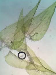 Attēlu rezultāti vaicājumam “Rhytidiadelphus triquetrus sporophyte”