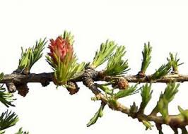 Attēlu rezultāti vaicājumam “Larix sibirica”