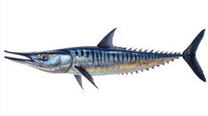 Image result for Acanthocybium solandri