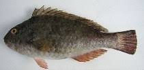 Image result for Sparisoma cretense