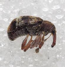 Attēlu rezultāti vaicājumam “Anthonomus phyllocola”