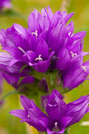 Attēlu rezultāti vaicājumam “Campanula glomerata”