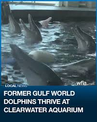 Image result for Durley Dolphin Diver