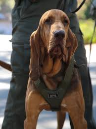 Image result for Carlisle BloodHounds