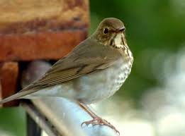 Image result for Catharus ustulatus