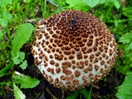 Attēlu rezultāti vaicājumam “Lepiota aspera”