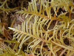 Attēlu rezultāti vaicājumam “Pseudoscleropodium purum”