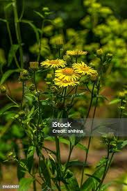 Attēlu rezultāti vaicājumam “Inula britannica”