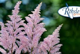 Attēlu rezultāti vaicājumam “Astilbe chinensis leaf”