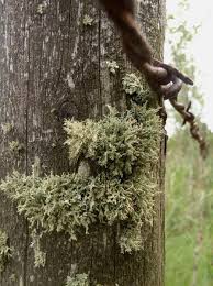 Attēlu rezultāti vaicājumam “Evernia mesomorpha”