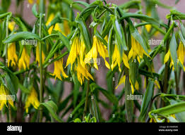 Attēlu rezultāti vaicājumam “Uvularia grandiflora flower”