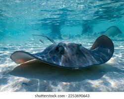 Image result for Hypanus longus