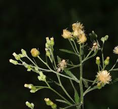 Attēlu rezultāti vaicājumam “Erigeron canadensis”