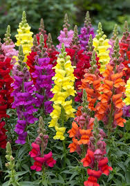 Attēlu rezultāti vaicājumam “Antirrhinum majus flower”