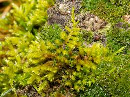 Attēlu rezultāti vaicājumam “Homalothecium sericeum”