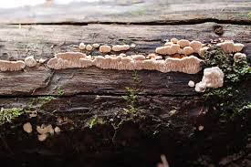 Attēlu rezultāti vaicājumam “Phlebia serialis”