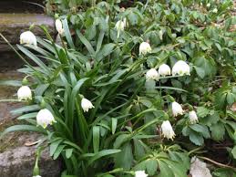 Attēlu rezultāti vaicājumam “Leucojum vernum var. carpathicum flower”