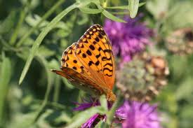 Attēlu rezultāti vaicājumam “Argynnis aglaja upperside”