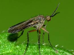 Attēlu rezultāti vaicājumam “Empididae”