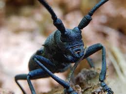 Attēlu rezultāti vaicājumam “Lamia textor”