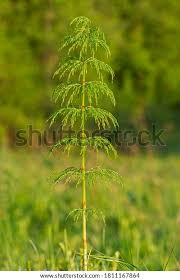 Attēlu rezultāti vaicājumam “Equisetum sylvaticum”