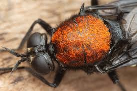 Attēlu rezultāti vaicājumam “Clitellaria ephippium”