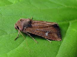 Attēlu rezultāti vaicājumam “Celaena leucostigma”