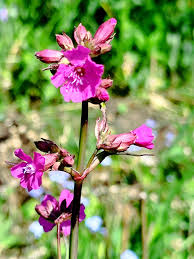 Attēlu rezultāti vaicājumam “Silene baccifera flower”
