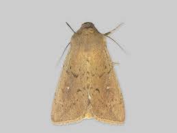 Attēlu rezultāti vaicājumam “Mythimna impura”