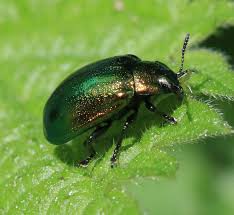 Attēlu rezultāti vaicājumam “Linaeidea aenea”