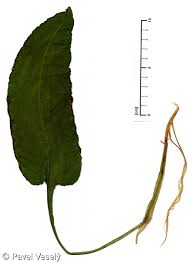 Attēlu rezultāti vaicājumam “Bistorta major leaf”