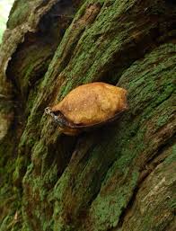 Attēlu rezultāti vaicājumam “Buglossoporus quercinus”