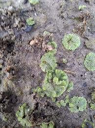 Attēlu rezultāti vaicājumam “Riccia cavernosa”