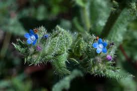 Attēlu rezultāti vaicājumam “Anchusa arvensis flower”
