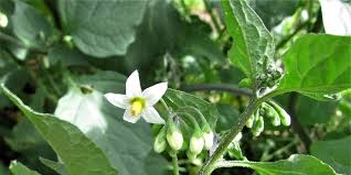 Attēlu rezultāti vaicājumam “Solanum nigrum”