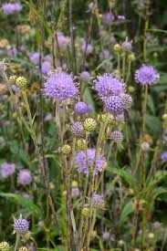 Image result for Succisa pratensis