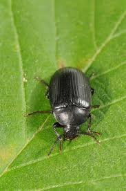 Attēlu rezultāti vaicājumam “Prionychus ater”