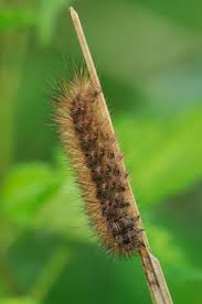 Attēlu rezultāti vaicājumam “Diacrisia sannio female”