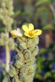 Attēlu rezultāti vaicājumam “Verbascum thapsus bud”