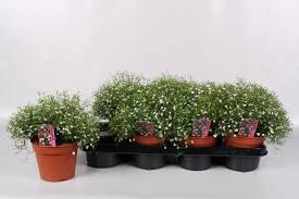 Attēlu rezultāti vaicājumam “Gypsophila muralis fruit”