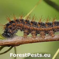 Attēlu rezultāti vaicājumam “Nymphalis polychloros underside”