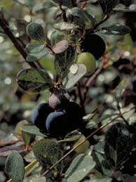 Attēlu rezultāti vaicājumam “Vaccinium uliginosum”