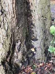 Attēlu rezultāti vaicājumam “Kretzschmaria deusta”