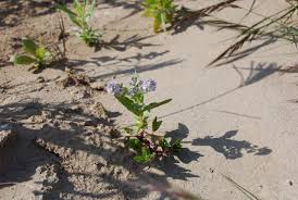 Attēlu rezultāti vaicājumam “Veronica anagallis-aquatica”